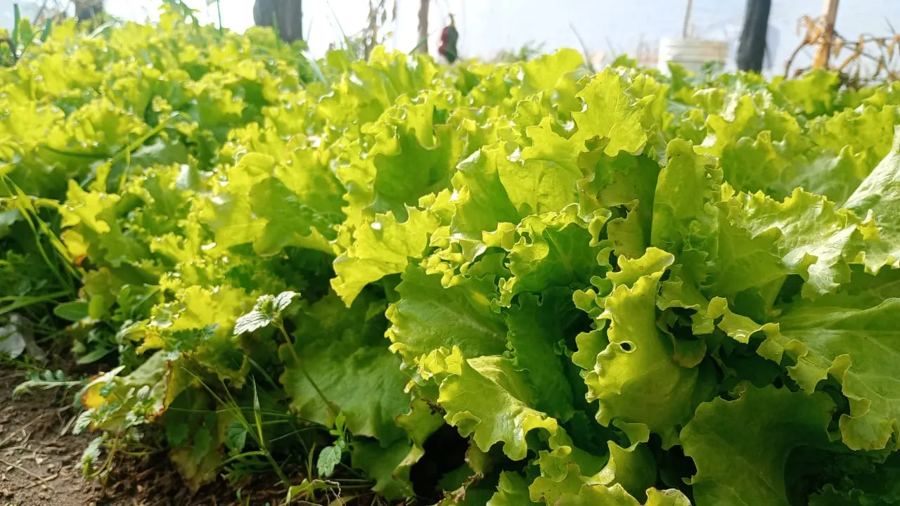 Lechuga x planta