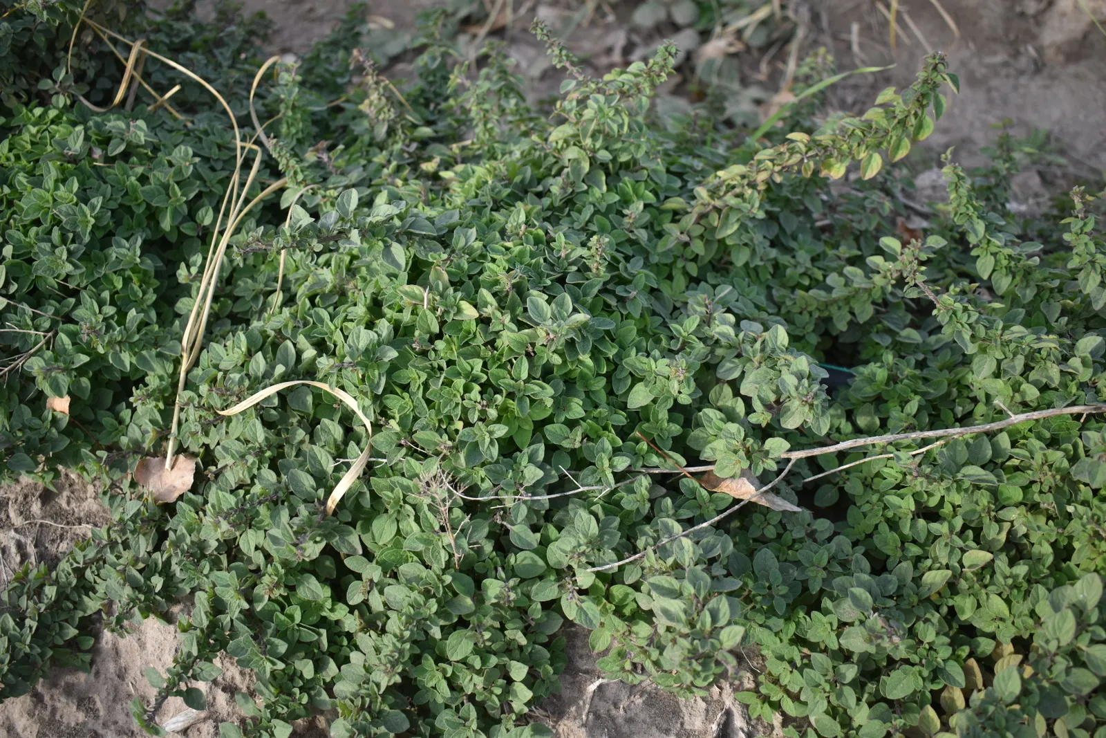 plantines de orégano