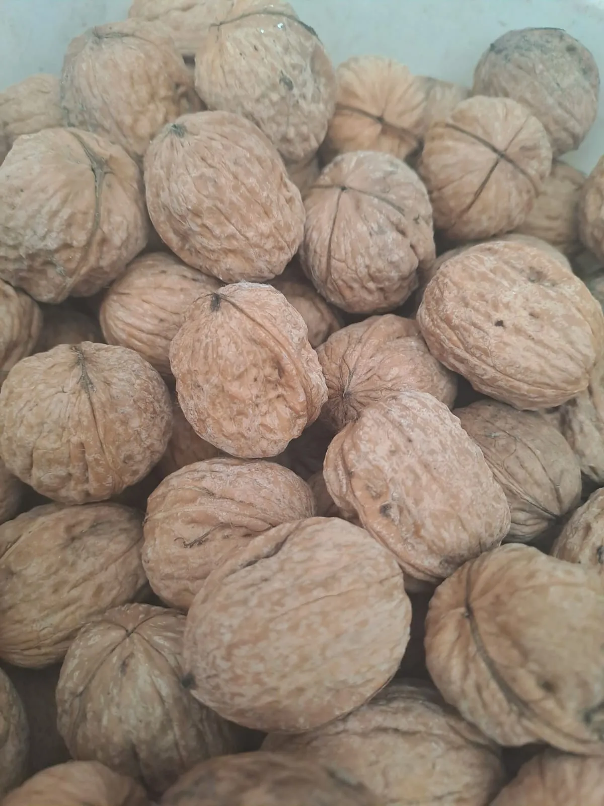 Nueces c/cáscara x 1 kg