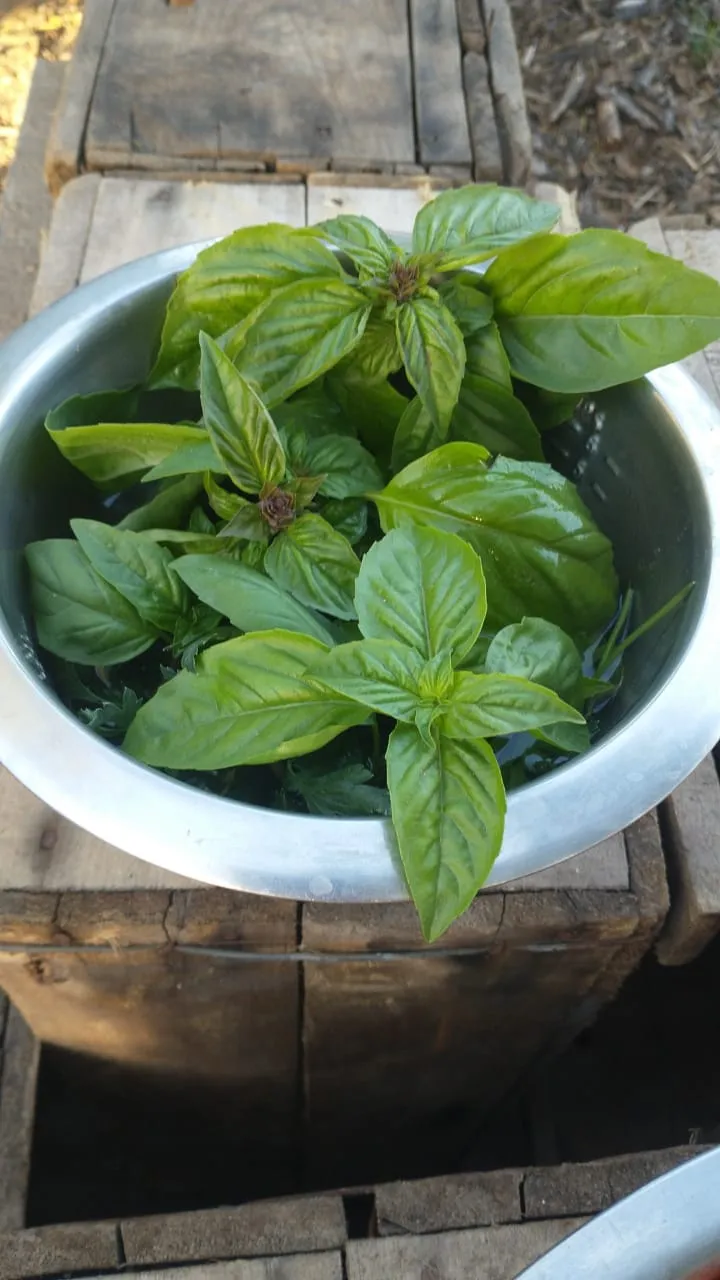Albahaca fresca