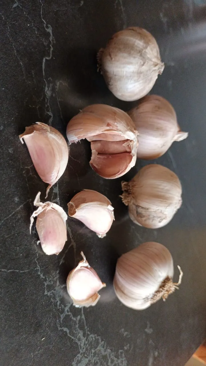 Ajo morado (semilla)