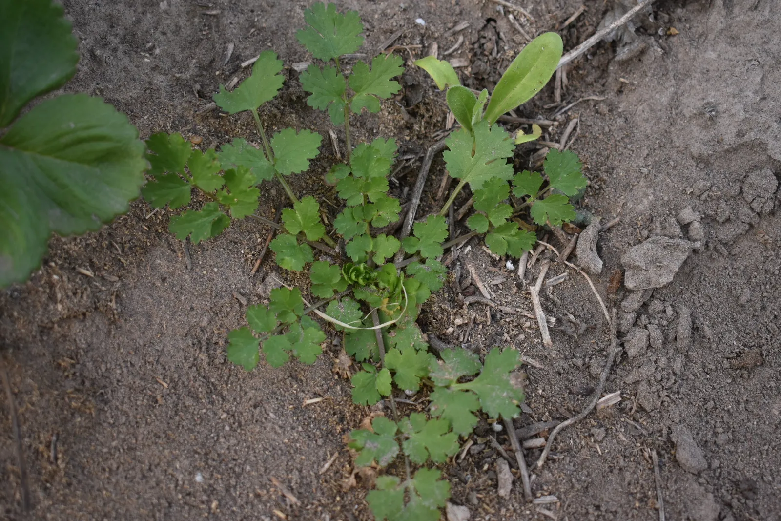 Cilantro x atado
