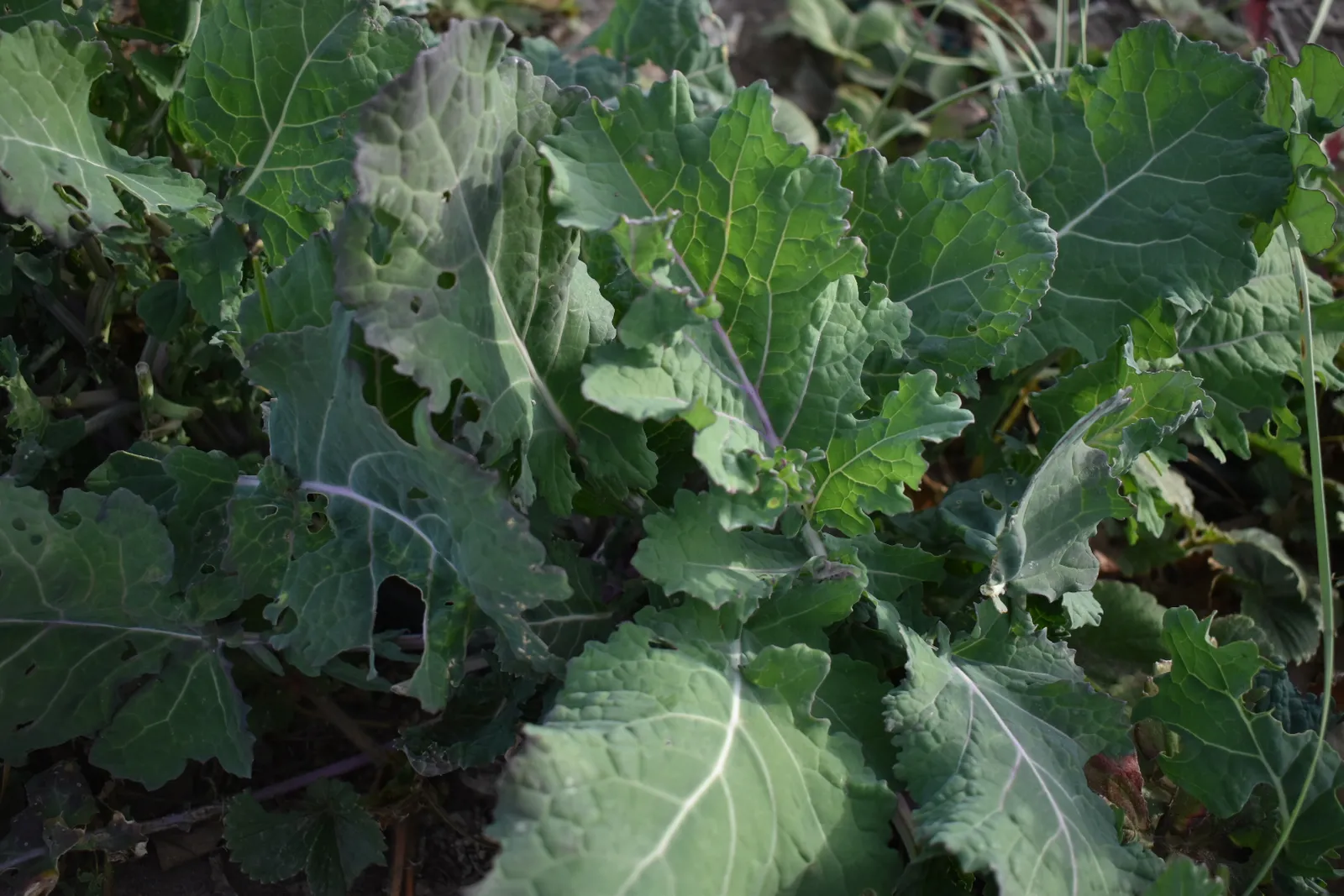 Kale morado (atado 200 gr)
