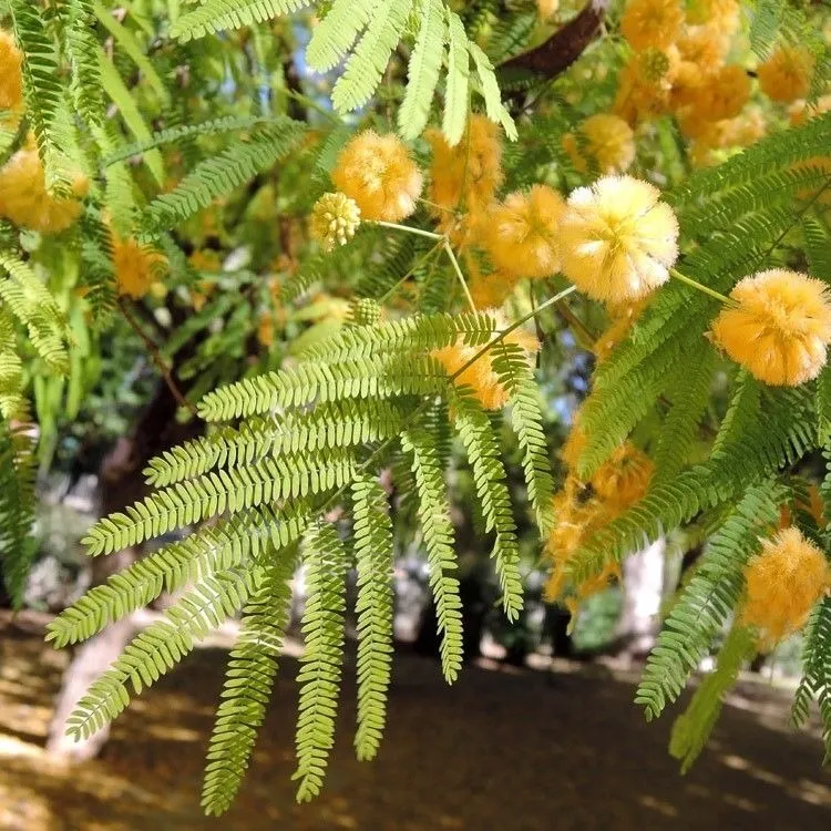 Planta de Acacia Visca