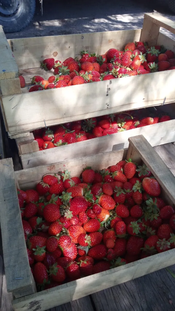 Mermelada de Frutillas