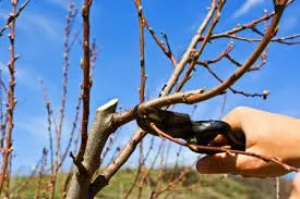 Poda de árboles frutales y parrales de patio precio a convenir