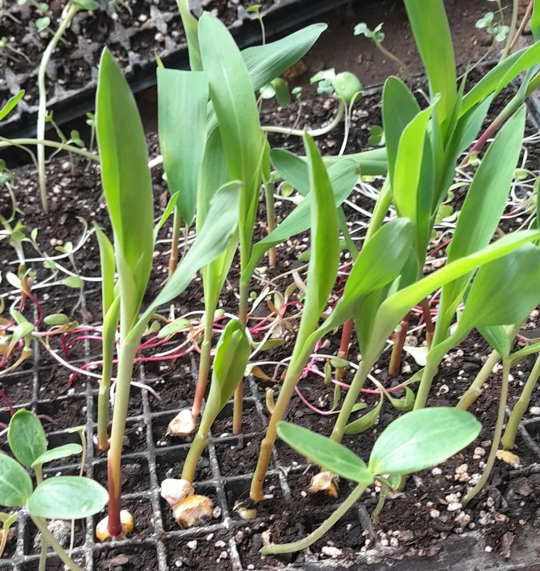 Plantines de Choclo 4 x $1000