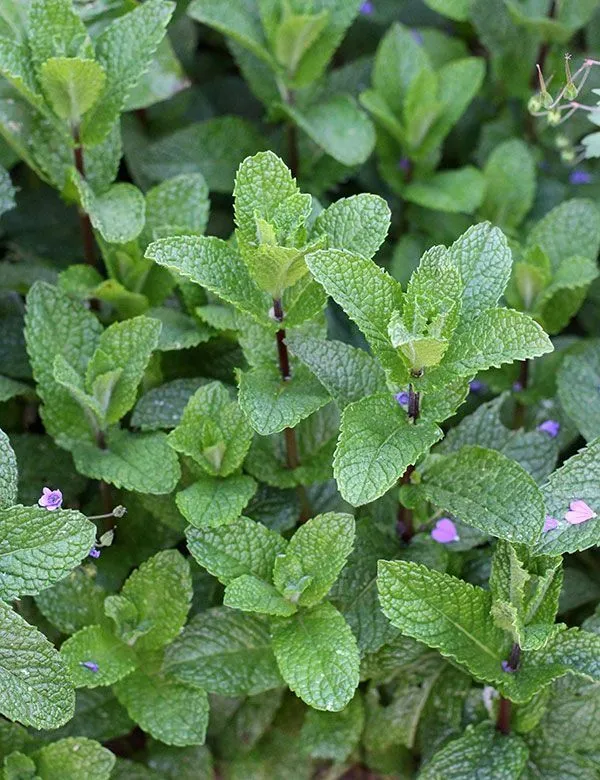 Atado de mentas variadas (Hierbabuena, menta acuática y menta piperita)
