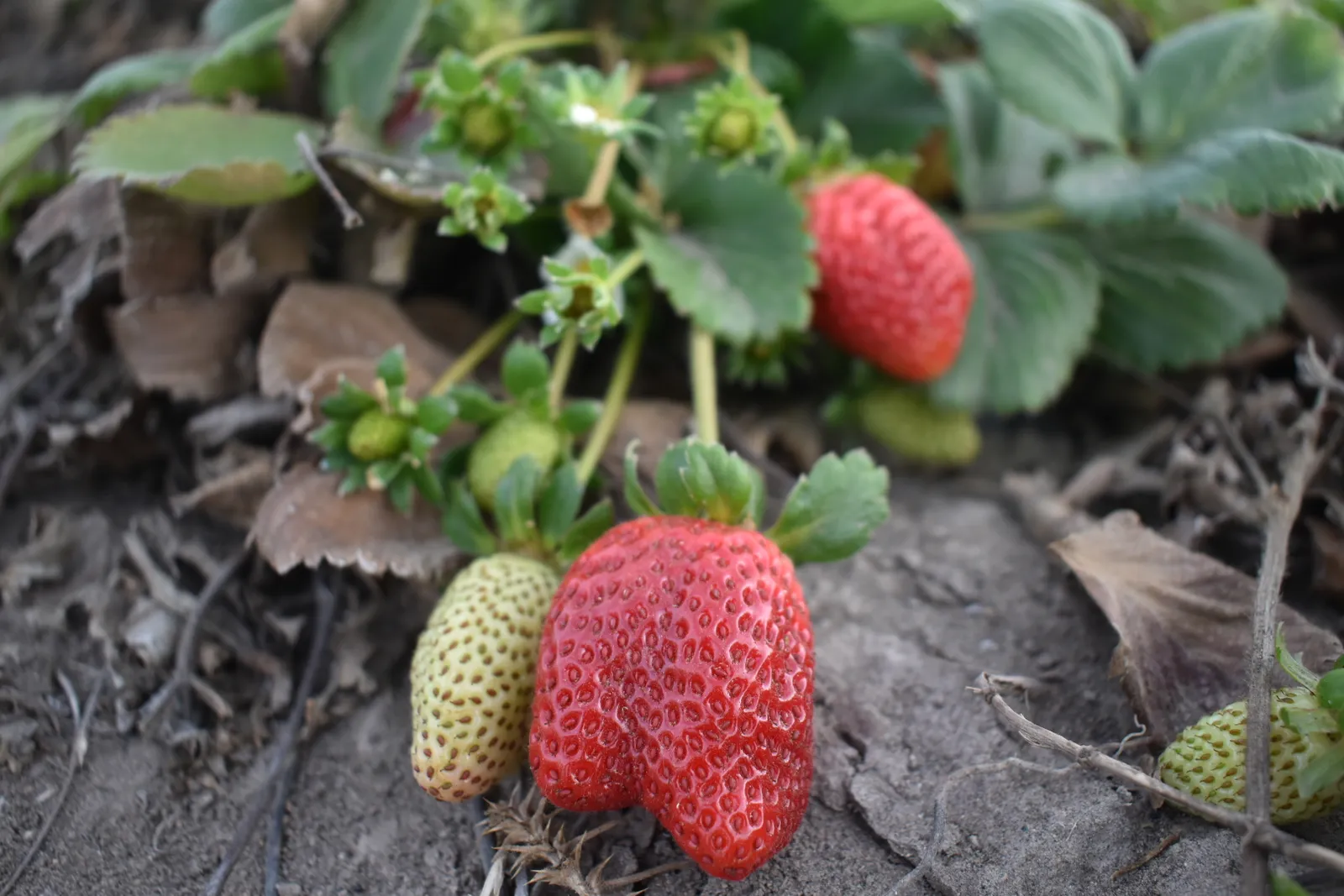 Plantines de frutilla x 20 unidades, a raíz desnuda