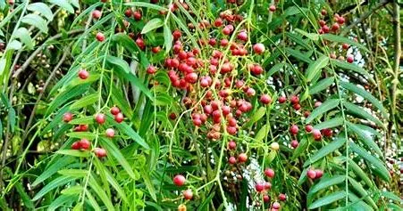 Plantines de Aguaribay
