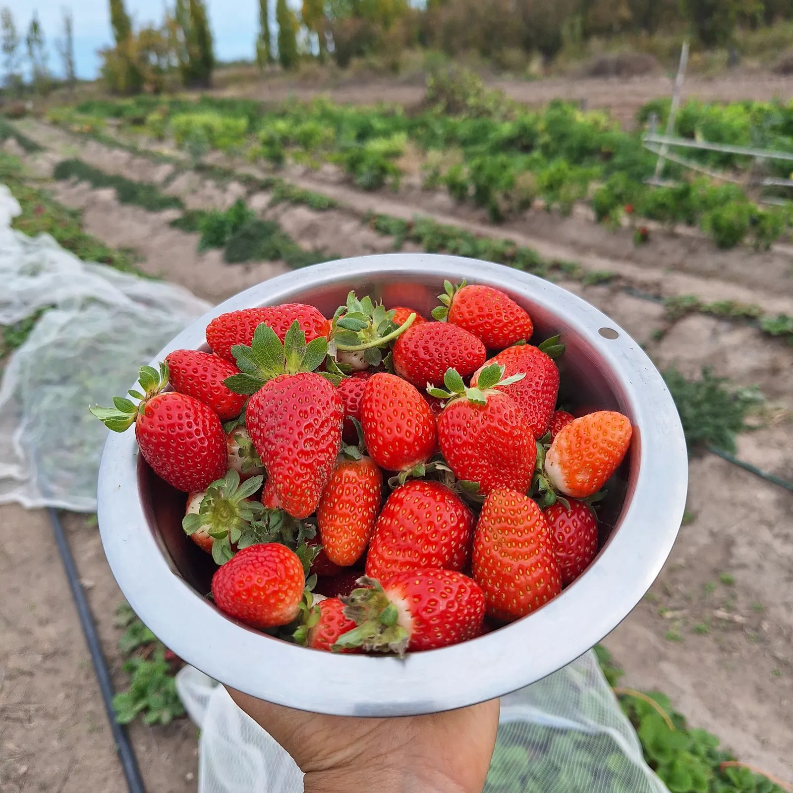 Frutillas frescas x 500 grs (en octubre vuelven a estar disponibles)