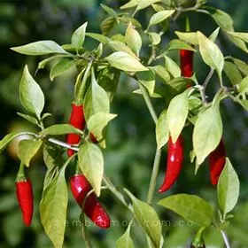 Plantín ají picante