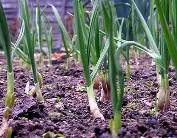 Plantines de Echalotte